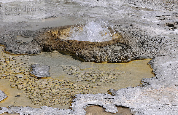 Aurum Geysir  Upper Geyser Basin  Geysire  geothermische Quellen  Yellowstone Nationalpark  Wyoming  Vereinigte Staaten von Amerika  USA