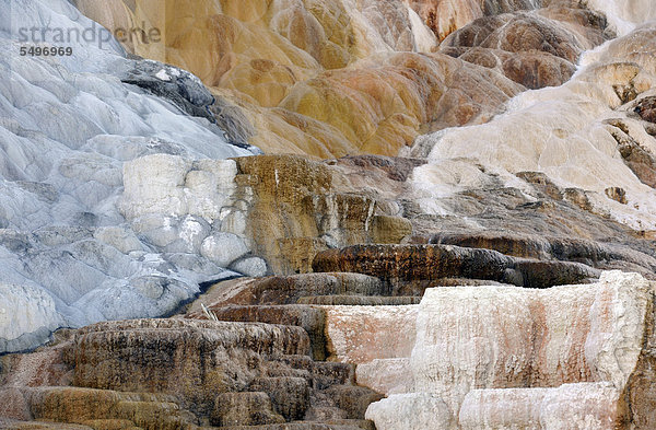 Palette Spring Terrace  Lower Terraces  Kalkstein-Sinterterrassen  Geysire  heiße Quellen  farbige thermophile Bakterien  Mammoth Hot Springs Terraces  Yellowstone-Nationalpark  Wyoming  Vereinigte Staaten von Amerika  USA