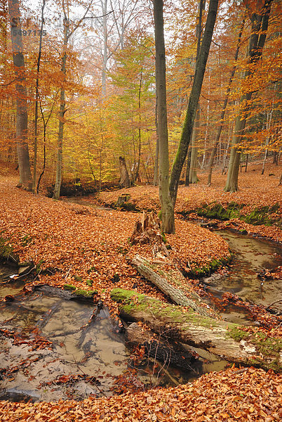 nahe Naturschutzgebiet Europa Herbst Brandenburg Deutschland