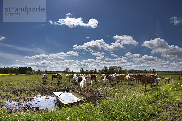 Rinder auf einer Weide in der Nähe von Potsdam  Brandenburg  Deutschland  Europa