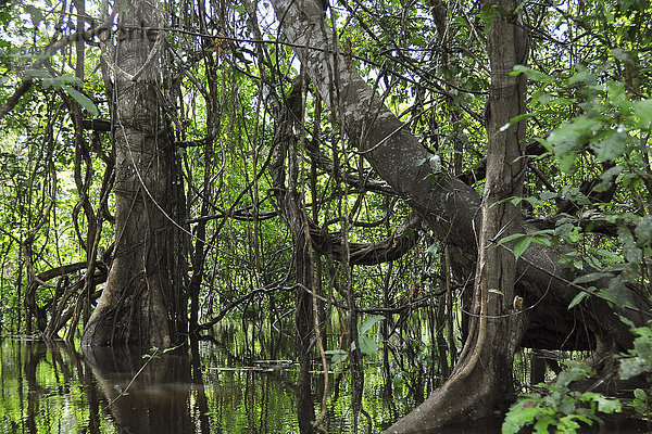 Überfluteter Regenwald an einem Seitenfluss des Amazonas  Naturreservat Mamiraua  Amazonas  Brasilien  Südamerika