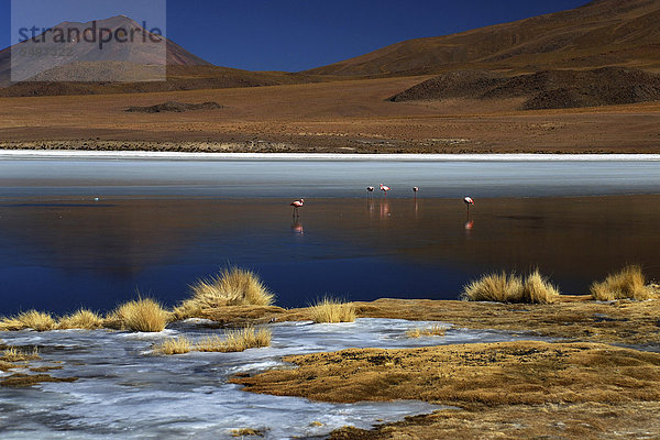 Flamingos (Phoenicopterus sp.) auf zugefrorener Lagune  Hochanden  Altiplano  Potosi  Uyuni  Bolivien  Südamerika