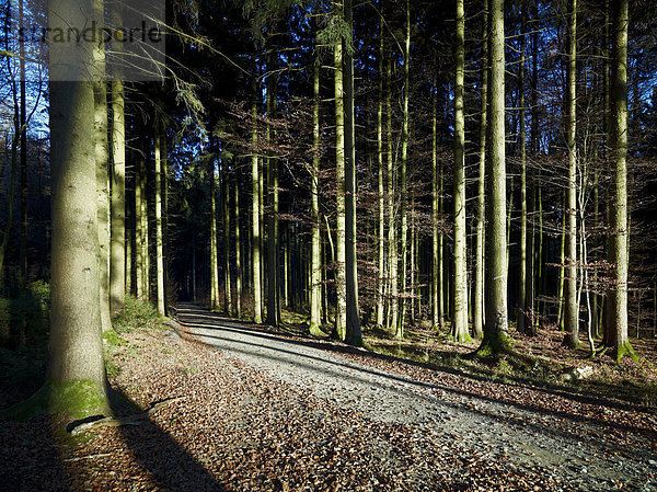Weg durch den Wald  Naturpark Westliche Wälder  Schwaben  Bayern  Deutschland  Europa