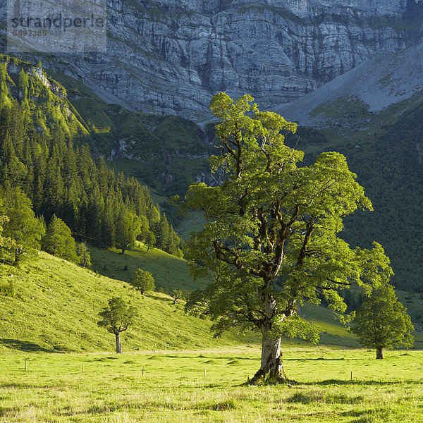 Ahornbäume (Acer) im Ahornboden bei Hinterriss  Risstal  Österreich  Europa