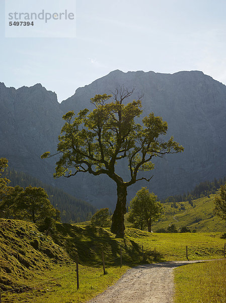 Ahornbaum (Acer) im Ahornboden bei Hinterriss  Risstal  Österreich  Europa