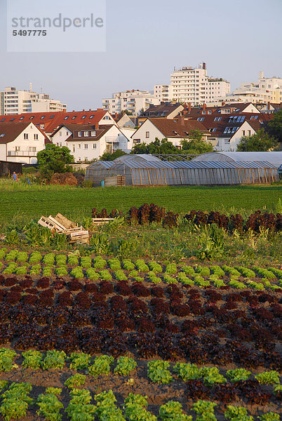 Landwirtschaft  Gärtnerei in Oberrad  Frankfurt am Main  Hessen  Deutschland  Europa