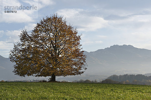Baum in herbstlicher Landschaft  Chiemgau  Oberbayern  Bayern  Deutschland  Europa