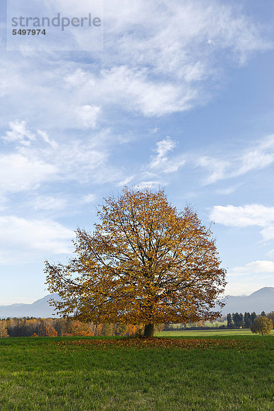 Baum in herbstlicher Landschaft  Chiemgau  Oberbayern  Bayern  Deutschland  Europa