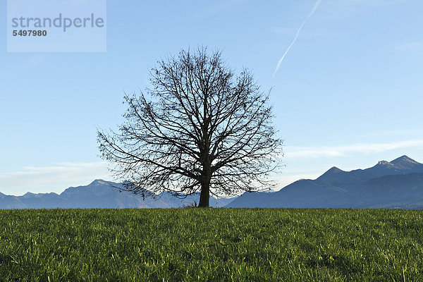 Baum auf einem Hügel vor den bayerischen Alpen  Chiemgau  Oberbayern  Bayern  Deutschland  Europa