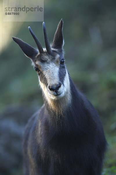 Gämse (Rupicapra rupicapra)  Weibchen  Porträt  Bayerische Alpen  Oberbayern  Deutschland  Europa