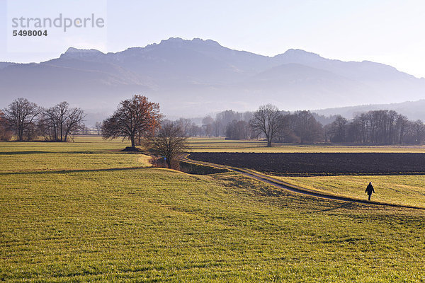 Frau läuft auf einem Weg  Landschaft mit Feldern  hinten die Kampenwand  Chiemgau  Oberbayern  Deutschland  Europa