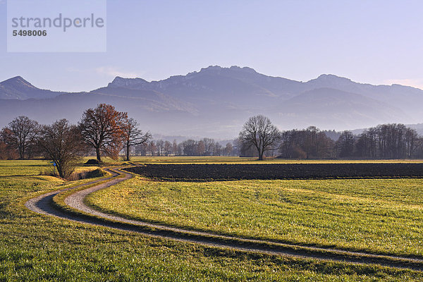 Landschaft mit Feldern  hinten die Kampenwand  Chiemgau  Oberbayern  Deutschland  Europa