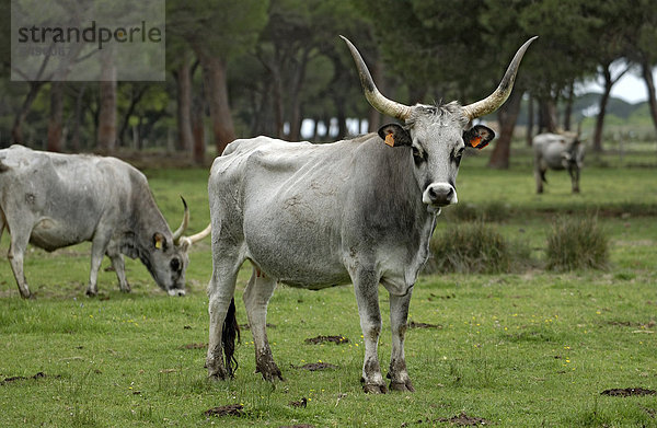Maremma-Rinder  Maremmaner Rinder  Kühe  Parco Regionale della Maremma  Naturpark der Maremma bei Alberese  Provinz Grosseto  Toskana  Italien  Europa