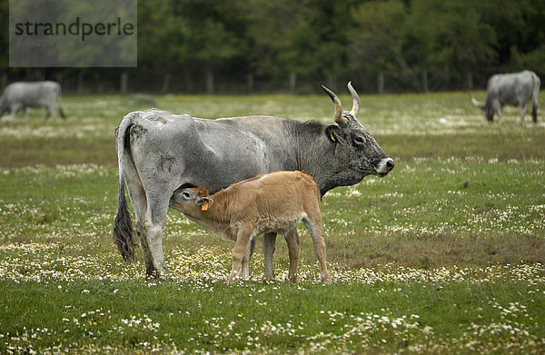 Maremma-Rind  Maremmaner Rind  Kuh mit Kalb  Parco Regionale della Maremma  Naturpark der Maremma bei Alberese  Provinz Grosseto  Toskana  Italien  Europa