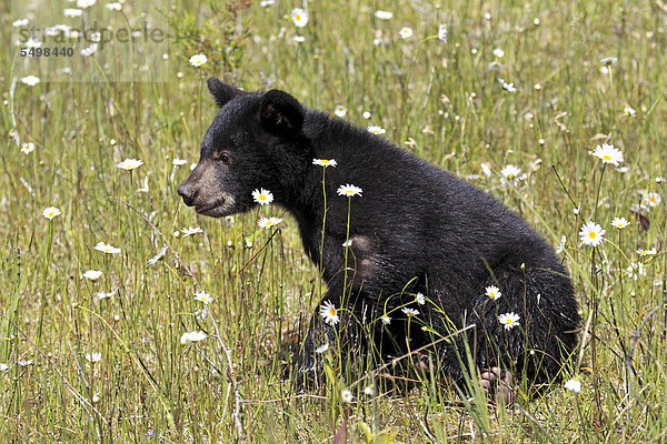 Schwarzbär (Ursus americanus)  Jungtier  sechs Monate  Montana  USA  Nordamerika