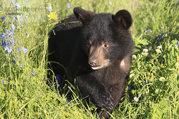 Schwarzbär (Ursus americanus)  Jungtier  sechs Monate  Montana  USA  Nordamerika