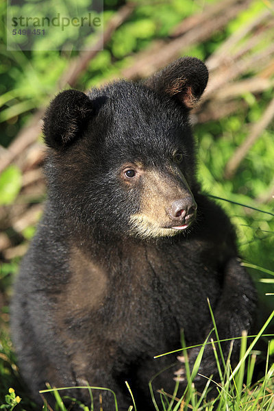 Schwarzbär (Ursus americanus)  Jungtier  sechs Monate  Portrait  Montana  USA  Nordamerika