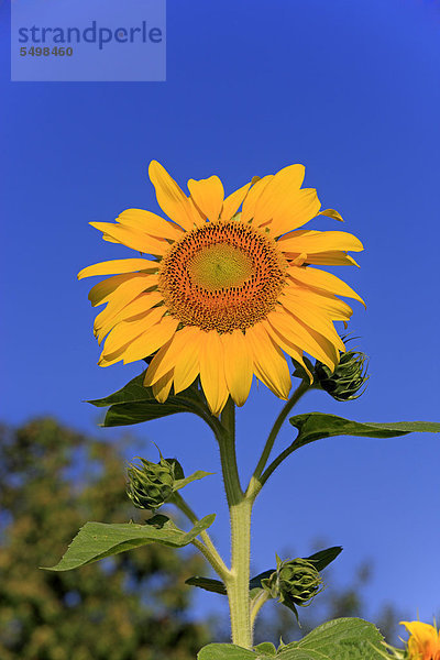 Sonnenblume (Helianthus annuus)  Deutschland  Europa