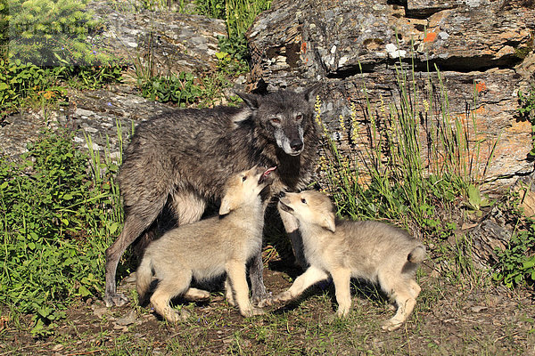 Timberwolf (Canis lupus lycaon)  weiblich  adult  und zwei Jungtiere  acht Wochen  betteln  Montana  USA  Nordamerika