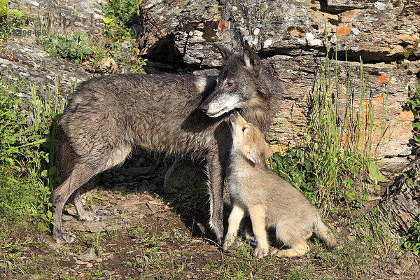 Timberwolf (Canis lupus lycaon)  weiblich  adult  und Jungtier  acht Wochen  bettelt  Montana  USA  Nordamerika