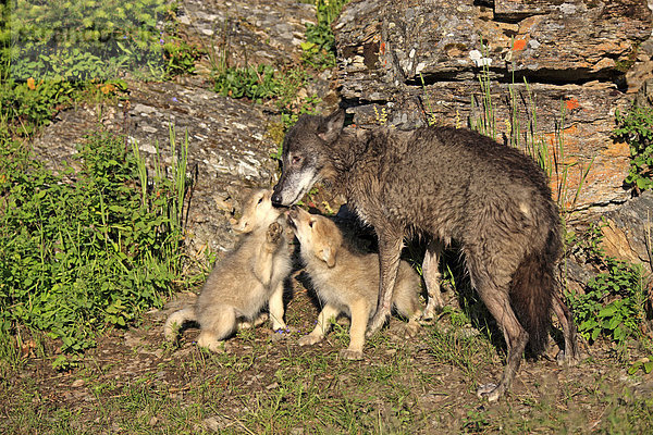 Timberwolf (Canis lupus lycaon)  weiblich  adult  und zwei Jungtiere  acht Wochen  betteln  Montana  USA  Nordamerika