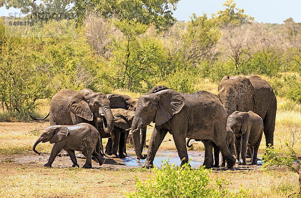 Afrikanische Elefanten (Loxodonta africana)  Herde trinkend an Wasserloch  Tränke  Krüger Nationalpark  Südafrika  Afrika