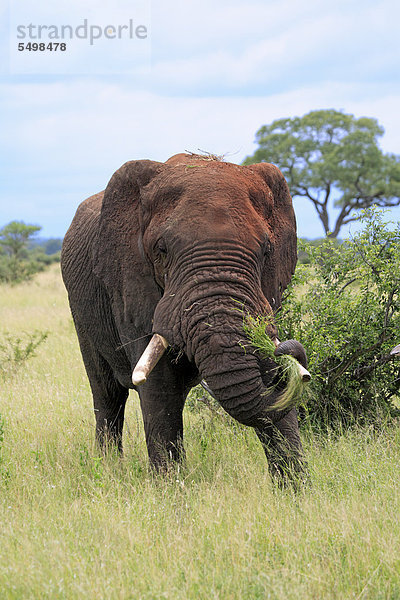 Afrikanischer Elefant (Loxodonta africana)  adult  männlich  fressend  Krüger Nationalpark  Südafrika  Afrika