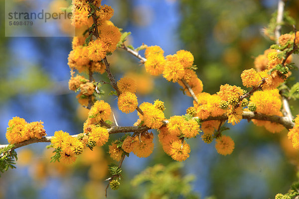 Akazie (Acacia cavan  Espino cavan)  Blüten  Chile  Argentinien  Südamerika