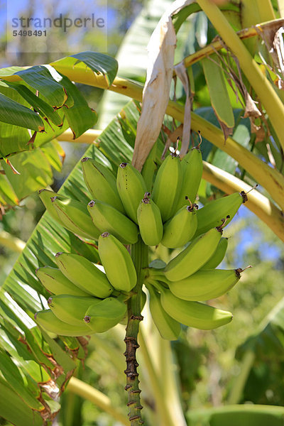 Bananen (Musa x paradisiaca)  Bananenstaude  Roatan  Honduras  Karibik  Mittelamerika  Lateinamerika