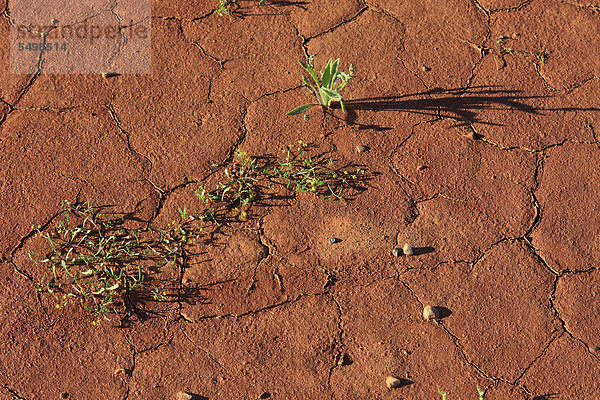 Bodenoberfläche  Trockenheit  Sturt-Nationalpark  New South Wales  Australien