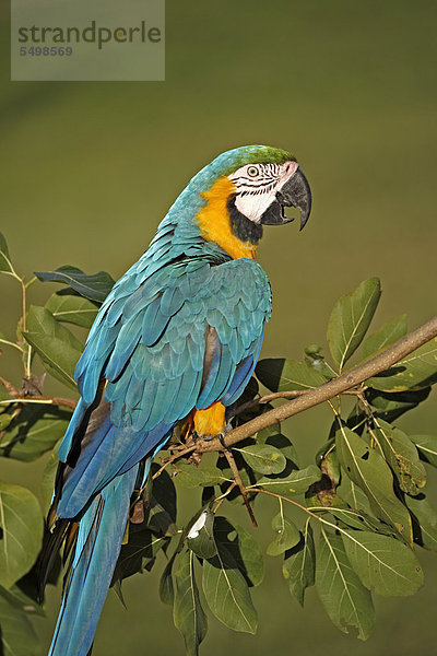Gelbbrustara (Ara ararauna)  adult  Südamerika