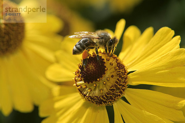 Honigbiene (Apis mellifica)  Imago  sammelt Blütenstaub  Deutschland  Europa