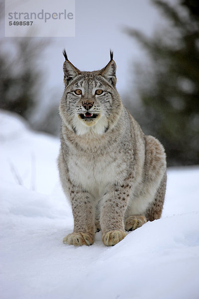 Luchs (Felis lynx)  adult  Nahrungssuche  Schnee  Montana  USA