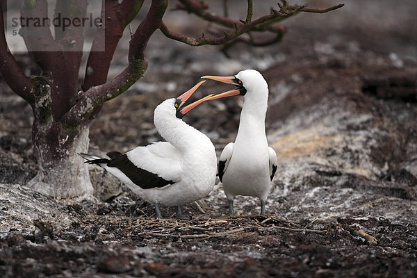 Maskentölpel (Sula granti)  adult  Paar  am Nest  Sozialverhalten  Galapagos-Inseln  Ecuador  Südamerika