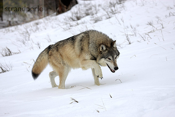 Wolf (Canis lupus)  Nahrungssuche  Schnee  Montana  USA  Nordamerika