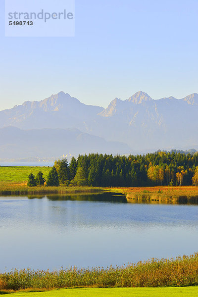 Forggensee bei Füssen  Ammergebirge  Ostallgäu  Bayern  Deutschland  Europa