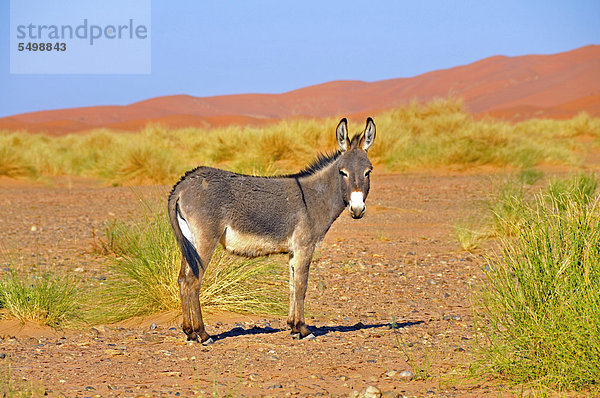 Esel (Equus asinus) vor den Sanddünen von Erg Chebbi  Marokko  Afrika  ÖffentlicherGrund