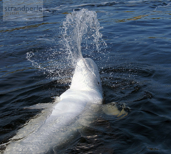 Beluga oder Weißwal (Delphinapterus leucas)  Karelien  Russland  Weißes Meer  auch Weißmeer  Arktischer Ozean