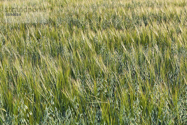 Gerste (Hordeum vulgare)  gemischt mit Hafer (Avena)  Haferfeld  Oberbayern  Bayern  Deutschland  Europa  ÖffentlicherGrund