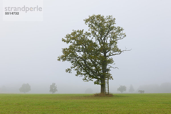 Stieleiche (Quercus robur) im Nebel  Jägerhochsitz  Schwäbische Alb  Baden-Württemberg  Deutschland  Europa