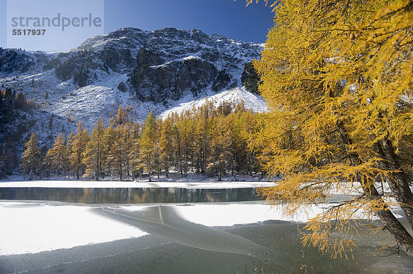 Herbstlich gefärbte Lärchen am Palpuognasee  Schnee  Bergün  Graubünden  Schweiz  Europa