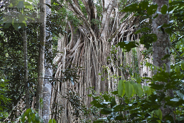 Würgfeige  Curtain Fig Tree (Ficus virens)  Regenwald  Curtain Fig Tree Nationalpark  Atherton Tablelands  Queensland  Australien