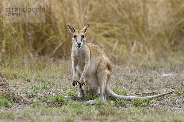 Flinkwallaby (Macropus agilis)  Mareeba Wetlands  nördliches Queensland  Australien