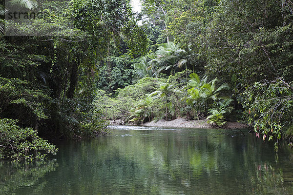 Bach im Regenwald  Daintree Nationalpark  nördliches Queensland  Australien