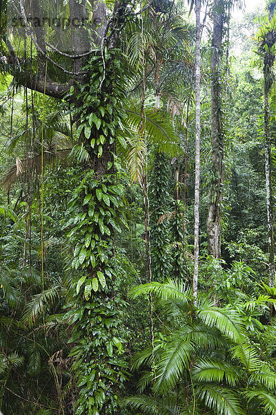 Regenwald  Daintree Nationalpark  nördliches Queensland  Australien