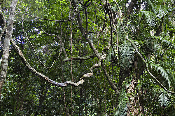 Lianen im Regenwald  Daintree Nationalpark  nördliches Queensland  Australien