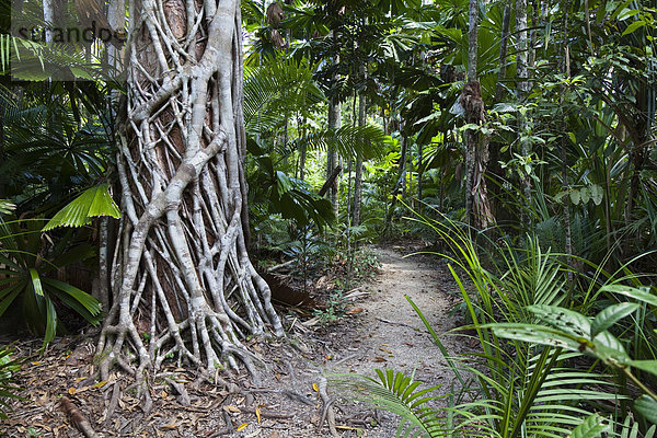 Wanderweg im Regenwald mit Würgefeige (Ficus virens)  Mission Beach  Queensland  Australien