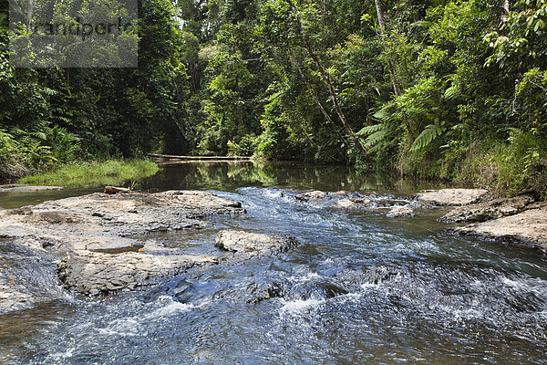 Gooligan Creek  Bach im Regenwald  Woonooroonan Nationalpark  Queensland  Australien