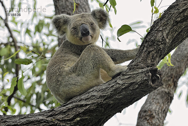 Koala (Phascolarctos cinereus) auf Baum  Magnetic Island  Queensland  Australien