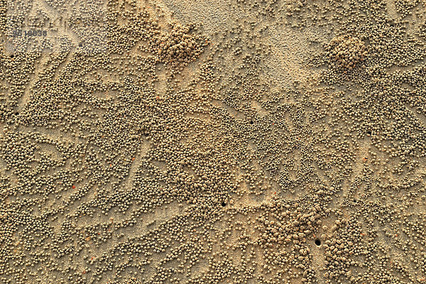 Wohnlöcher und Sandkügelchen der Sandkrabbe (Scopimera inflata)  Alma Bay  Ostküste  Magnetic Island  Queensland  Australien